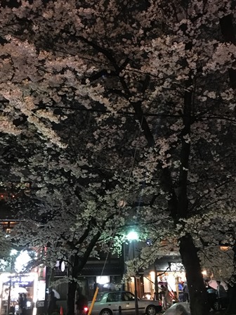 20170408桜 (2).JPG
