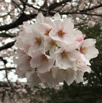20170409桜 (1)_3.jpg